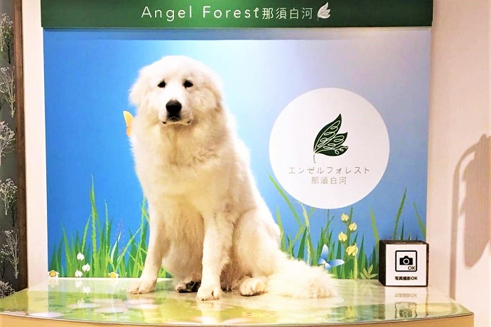 フォトギャラリー エンゼルフォレスト那須白河 ゆめやど 平日予約がお得